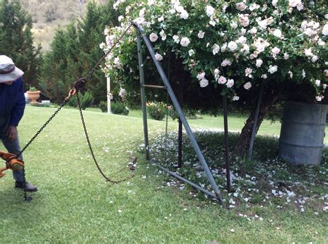 Weeping tree roses, are more commonly known as standards and is a collection of selected and various rose varieties that have been grafted into a tall rose stalk. Giant Rose Bush Has Fallen? | ThriftyFun