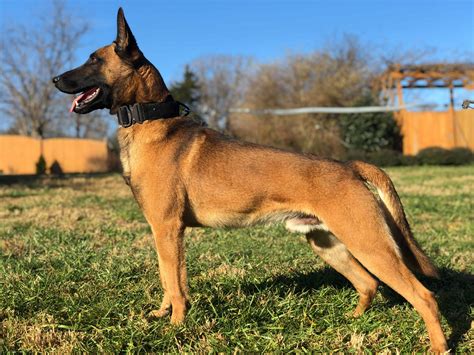 Police Dogs For Sale Police And Military K9 Sales And Training