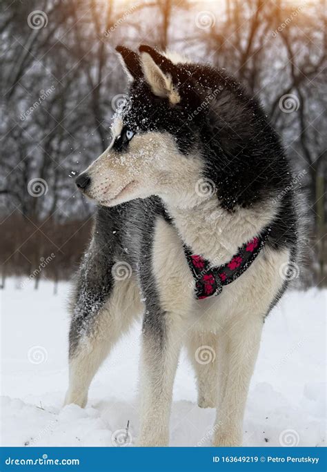Breed Husky Sled Dogs Stock Image Image Of Sunset Action 163649219