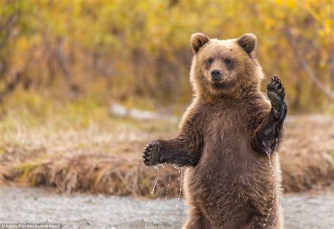 Photographer Can Bear Ly Believe It As Grizzly Cub Gets Up On Hind Legs