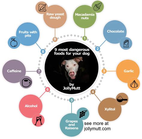 The 9 Most Dangerous Foods For Dogs 2024 Jollymutt