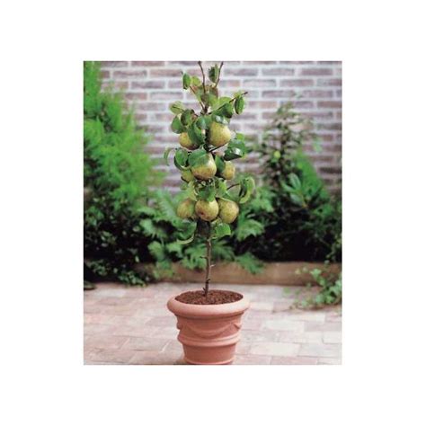Pear Pyrus Communis Doyenne Du Comice Patio Pillar Fruit Tree