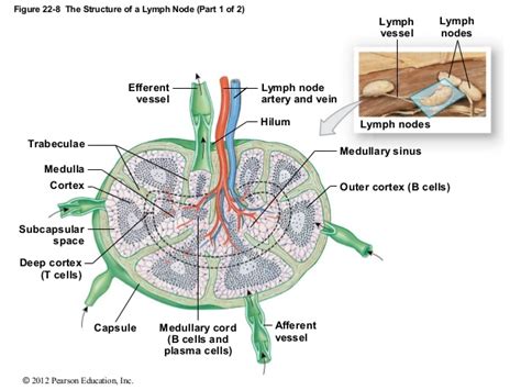 Biology Club Overview Of The Lymphatic And Immune System Part1