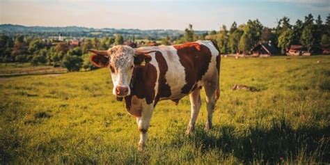 Why Do Cows Moo 7 Reasons To Know Farming Base