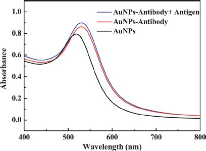 UV Vis Spectra Of AuNPs AuNPsantibody Conjugates And AuNPsantibody
