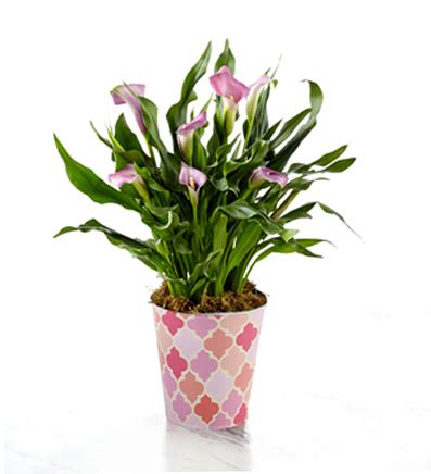 Mother S Day Pink Calla Lily Plant Next Day Delivery