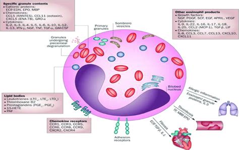 The Eosinophil Cycle And Function Download Scientific Diagram