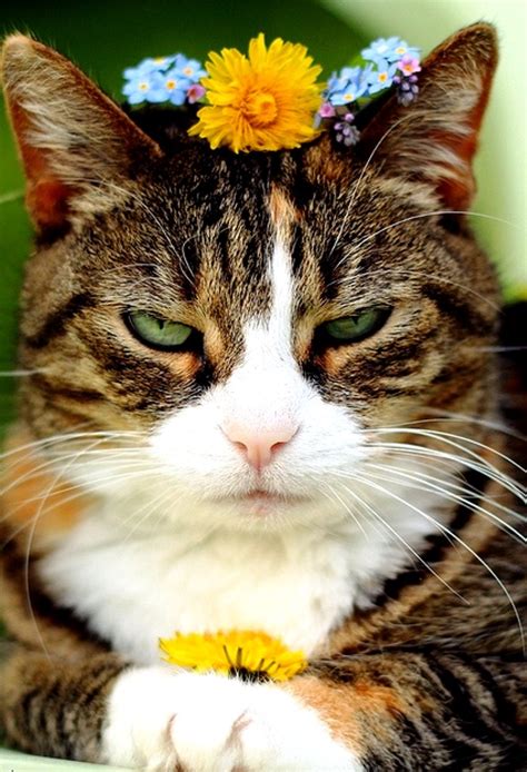 16 Best ♥cats With Flowers♥ Images On Pinterest