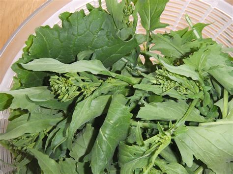 Food Dictionary Greens Rapini