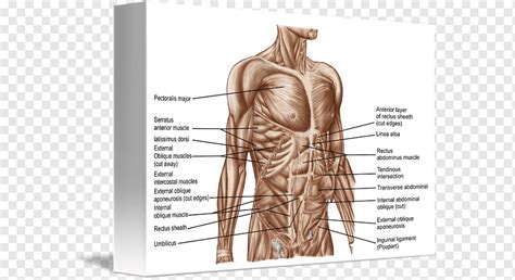 Rectus Abdominis Muscle Abdomen Human Body Human Anatomy Others Angle Hand Human Png PNGWing