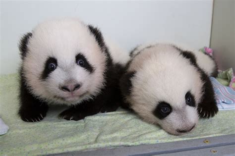 Twin Panda Cubs At Atlanta Zoo Given Names Gma News Online