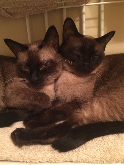 Pin By Jennifer Mcmaster On Siamese Siamese Cats Abyssinian Cats Cats