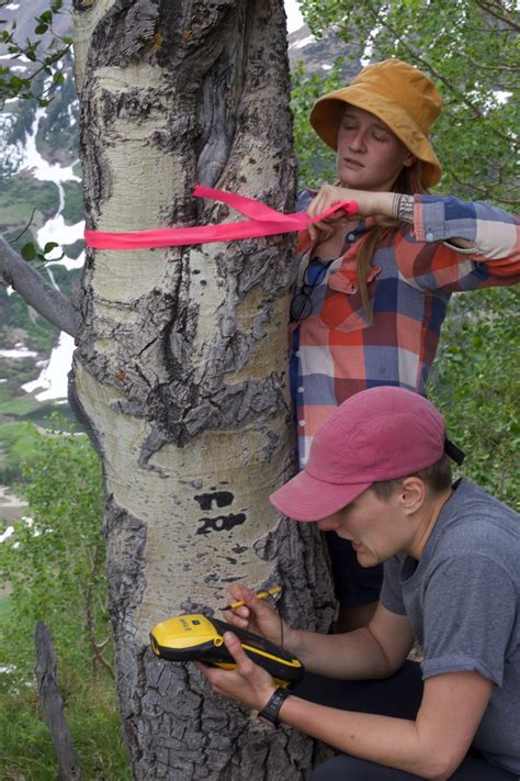 Tagging Large Tree Macrosystems Ecology Laboratory