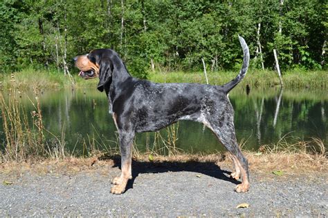 Exploring The Bluetick Coonhound A Versatile And Loyal Breed All Big