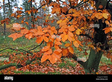 Common Beech Fagus Sylvatica Twigs With Autumn Leaves Germany Stock