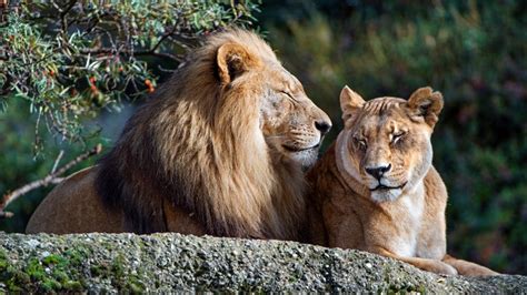860089 4k Lions Lioness Two Rare Gallery Hd Wallpapers
