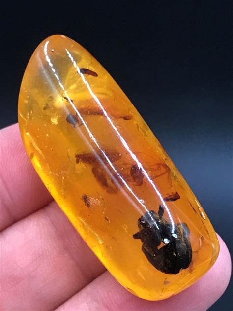 Lot Amber Fossil Natural Collectible Specimen