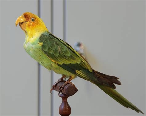 The Carolina Parakeet A Bird Hunted To Extinction Master Parrot