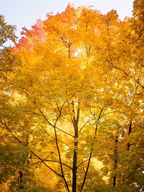 Yellow Tops Of Autumn Maple Trees With Autumn Golden Leaves Against The