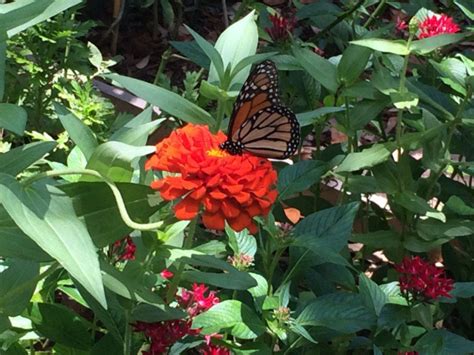 While many tend to be attracted to a variety of available brightly colored blossoms, different. 5 Essential Host Plants for the Florida Butterfly Garden ...