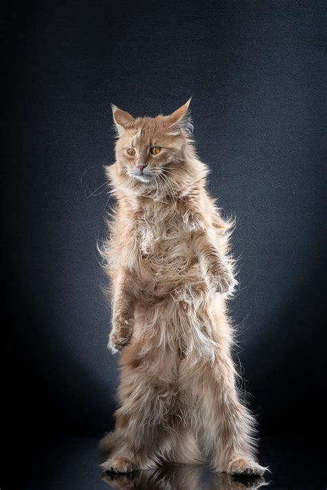 20 Purrfect Portraits Of Fabulous Felines Standing On Two Legs Cats