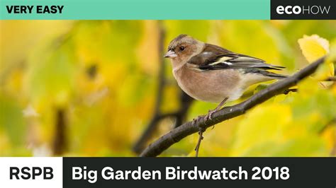 Bekijk onze rspb birdwatch selectie voor de allerbeste unieke of custom handgemaakte items uit onze shops. RSPB Big Garden Birdwatch 2018 Results - YouTube