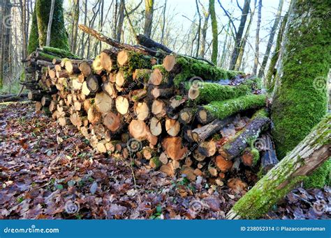 Log Pile In The Woods Stock Photo Image Of Texture 238052314