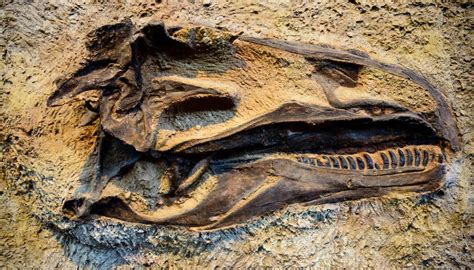 10 Facts About Fossils Sciencing