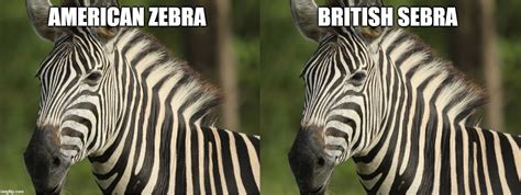 Zebra Memes And S Imgflip