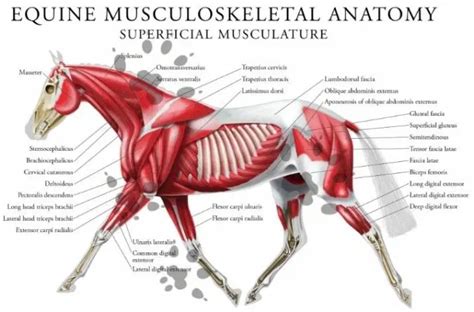 Musculoskeletal Anatomy Of Your Horse Horse Anatomy Anatomy Neck