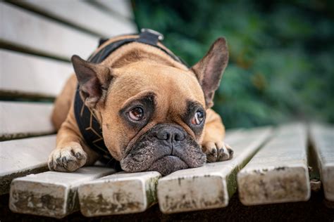 Do Dogs Get Sad How Seasonal Changes Affect Your Pet