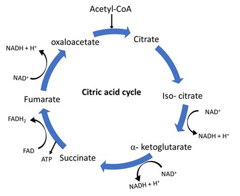 The Process Of Krebs Cycle Occurs In Which Organs Write Its Four