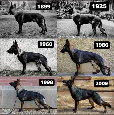 Germans Shepherd Evolution In Time German Shepherd Dogs Dogs