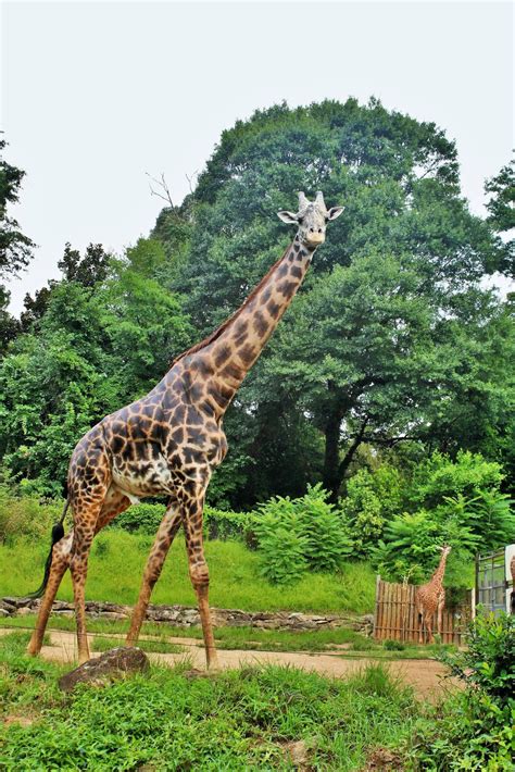 Giraffe At Greenville Zoo Cochran Writing And Editing