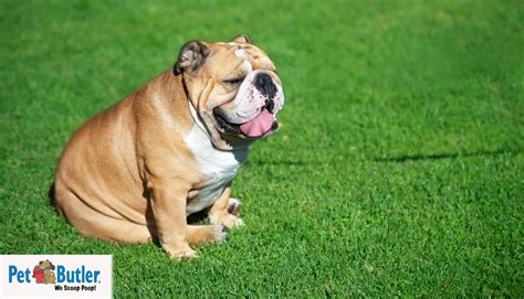 Dog Overweight Ways To Help Maintain And Control Your Dogs Weight