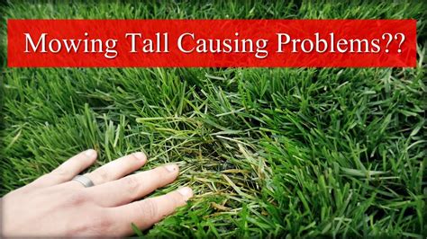 Can Mowing Tall Cause Problems Youtube