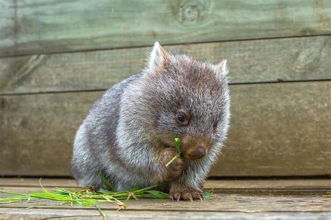 Types Of Wombats How Many Wombat Species Are There