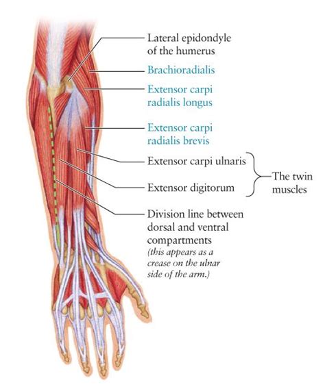 Flexor carpi radialis, flexor carpi ulnaris, flexor superficialis digitorum, and flexor pollicus. Link goes to Info about the lower, and upper arm! | Human ...