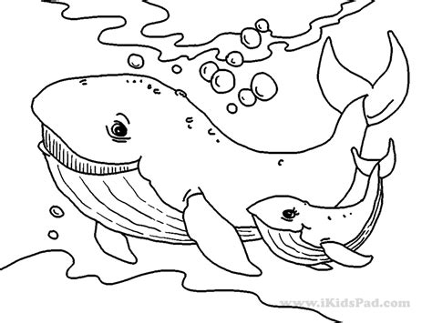 Sea Animals Coloring Pages To Print At Getdrawings Free