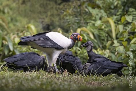 King Vulture Sarcoramphus Papa With Black Vultures Costa R Flickr