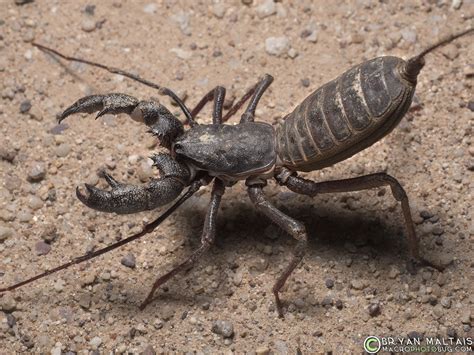 The Vinegaroon Giant Whip Scorpion From Arizona