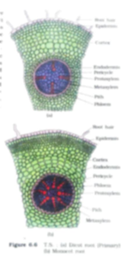 Solution Anatomy Of Flowering Plants Vascular Tissue System Studypool