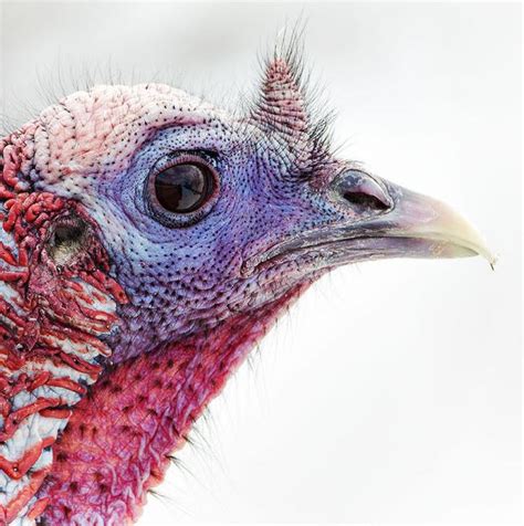 Wild Turkey The Audubon Birds And Climate Change Report