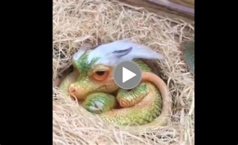 Viral Now Footage Of A Cute Baby Dragon Surfaces Online