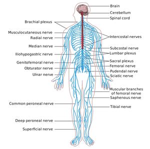 The cns is so named because it integrates the received information and coordinates and influences the activity of all parts of the bodies of bilaterally symmetric animals—i.e. What Is Neuropathy? - Definition, Symptoms & Treatment ...