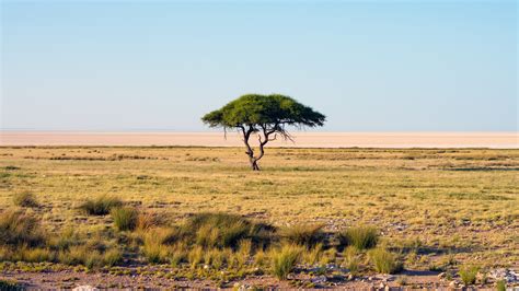 26 Savanne Afrika Landschaft Kostenloser Isakcarlaxel