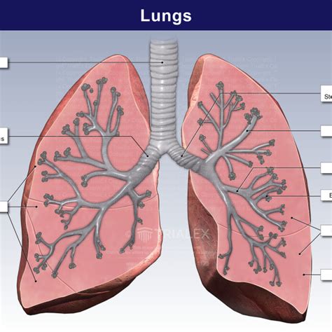 Lung Lobes Diagram