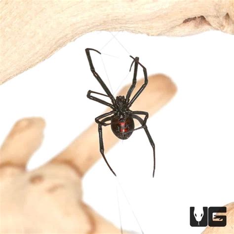 Western Black Widow Spider Latrodectus Hesperus For Sale