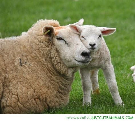 17 Best Sheep Cute Baby Images On Pinterest Lamb Baby Lamb And Sheep