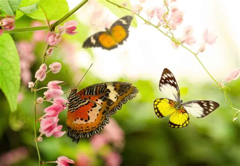 Butterfly Plants 16 Plants To Turn Your Backyard Into A Butterfly Paradise